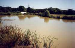 Moor Hall Pond